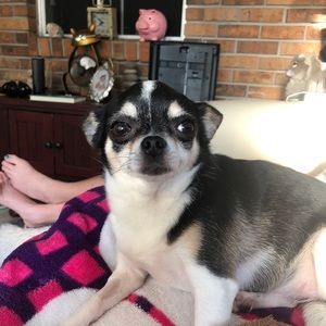 Meet your Posher, Lillie